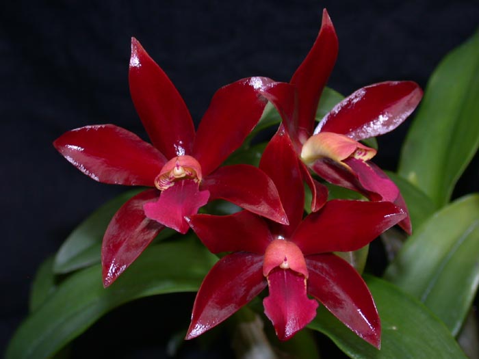 Cattleya Chocolate Drop