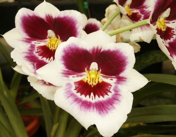 Miltonia