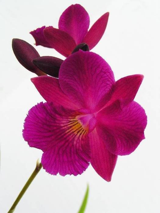 Purple orchid.