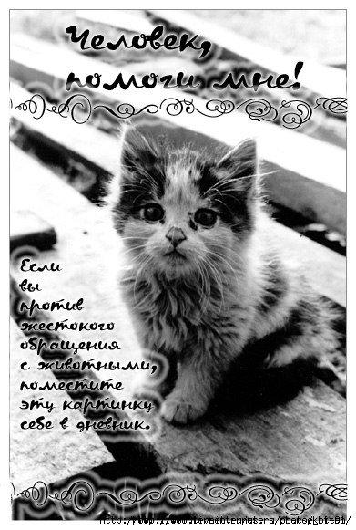 24463369_24332893_24073208_23746296_kotya2 (391x581, 157Kb)