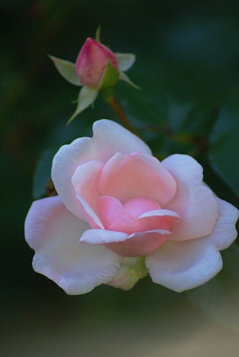  (335x500, 26Kb)