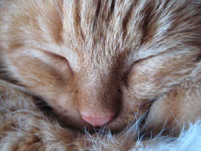 IMG_0447 (640x480, 180Kb)