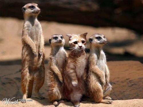  (500x375, 31Kb)