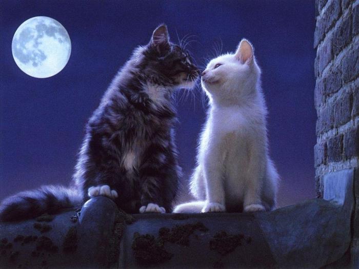 cat058d (700x525, 45Kb)