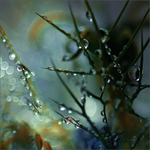  (500x500, 80Kb)