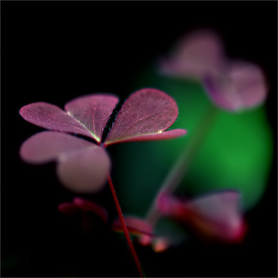  (550x550, 38Kb)