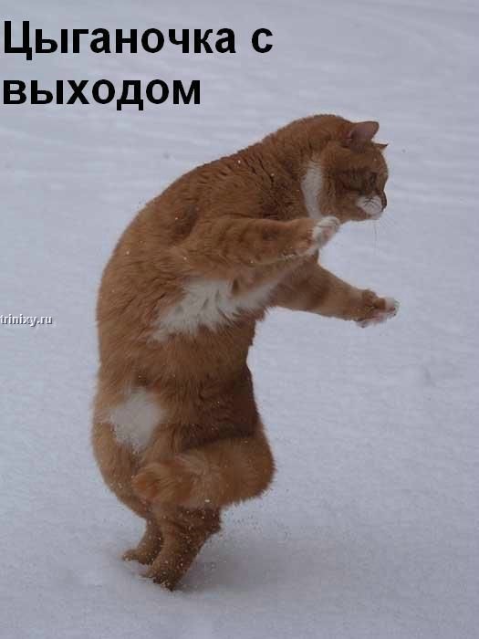  (525x700, 41Kb)