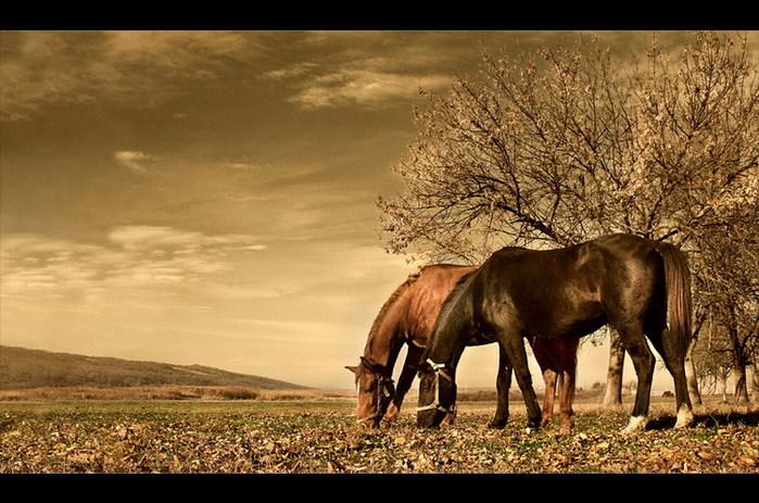 Кони 3. Осень лошади в поле ферма.
