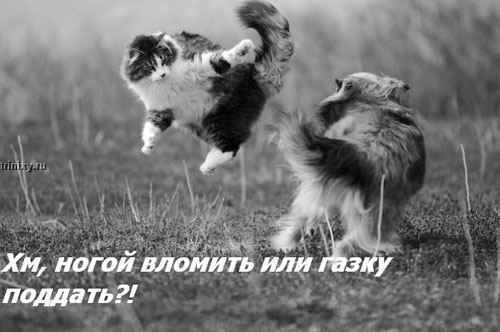  (500x332, 36Kb)