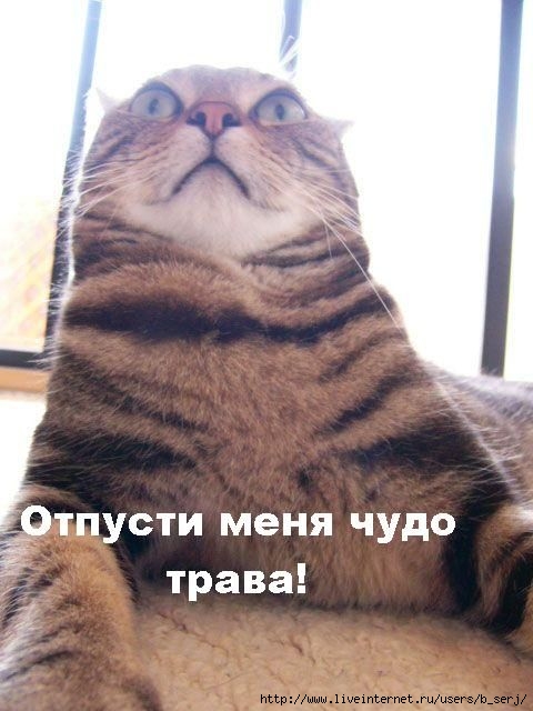  (480x640, 49Kb)