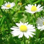  (150x150, 32Kb)