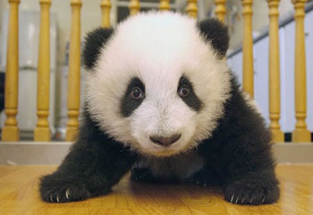 panda_medved17 (450x310, 30Kb)