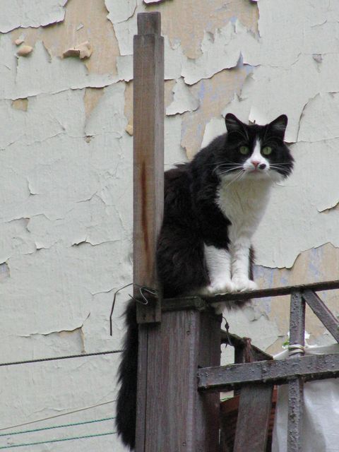  (480x640, 57Kb)