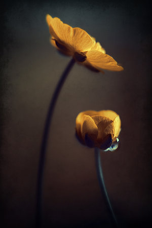  (300x450, 14Kb)