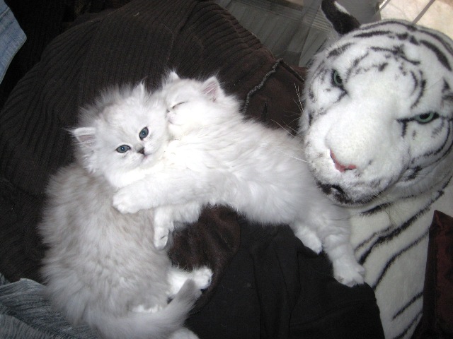 Kira & Baby`s 8 005 (640x480, 96Kb)