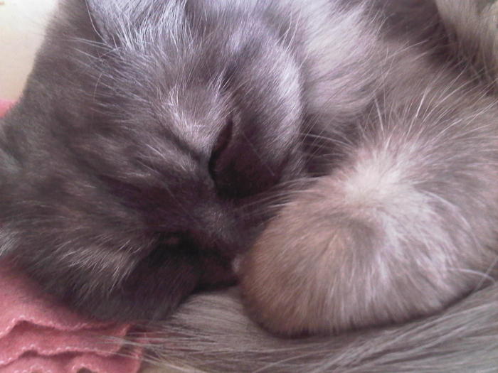 Photo-0013 (700x525, 49Kb)