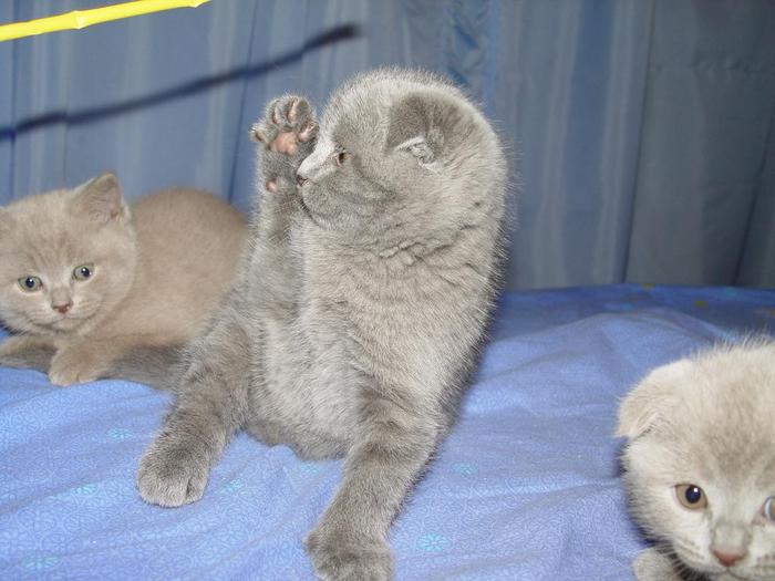 DSC06115 (700x525, 48Kb)