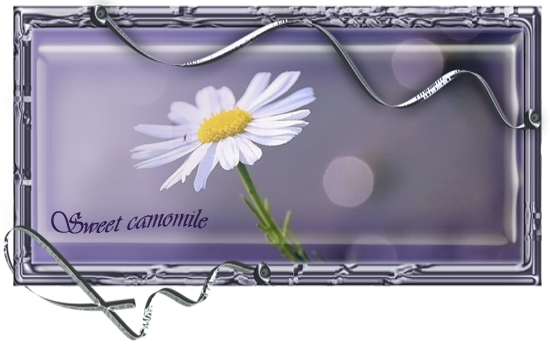 amomile 1 (550x350, 215Kb)