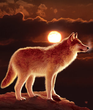 Sunset_Wolf_by_wallace (300x355, 25Kb)