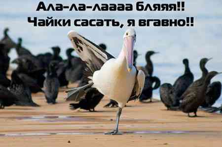  (450x297, 12Kb)