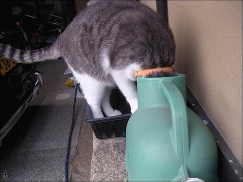  (500x375, 50Kb)