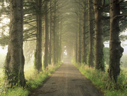 Pine Drive