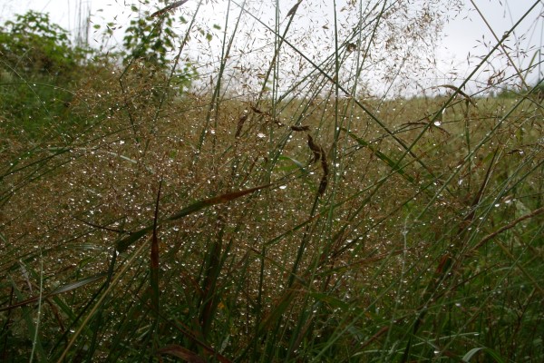  (600x400, 139Kb)