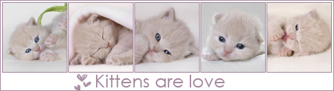 22387044_kittens_are_love_copy (470x129, 71Kb)
