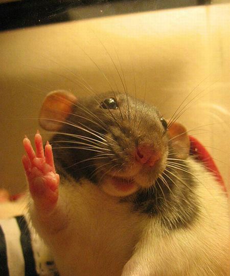 33_pics_36650 (450x540, 35Kb)