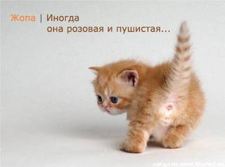 116488946446ca3 (320x238, 7Kb)