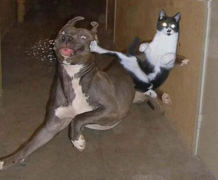 funnyfriday_cat_kicking_dog (440x365, 25Kb)