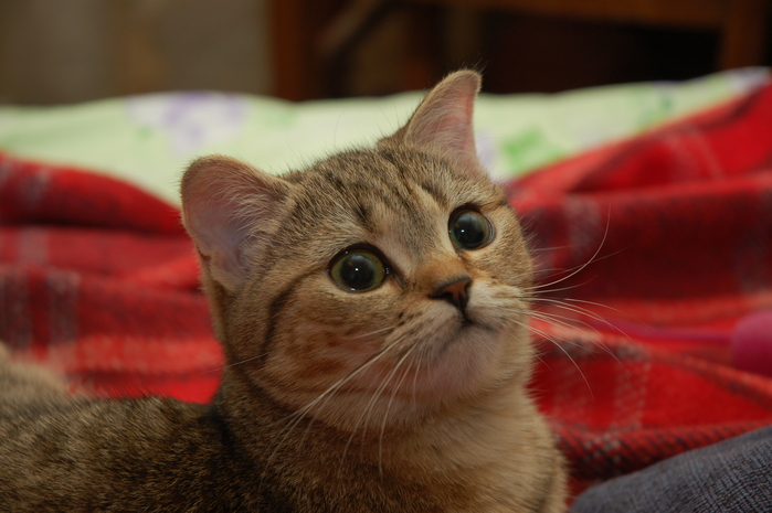 DSC_4029 (699x465, 213Kb)