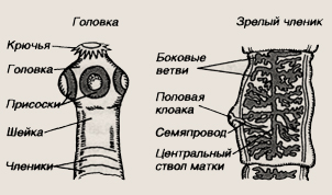 Рассмотрите рисунок на котором изображен взрослый паразитический червь укажите систематическое