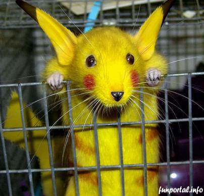 rat_pikachu (404x388, 28Kb)