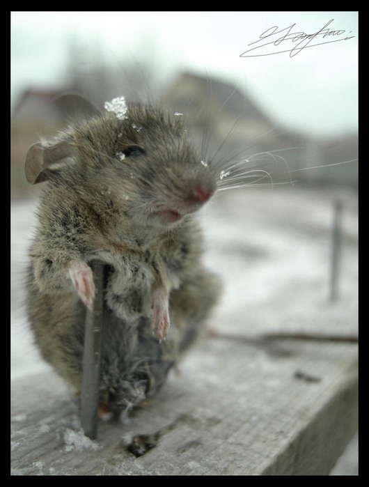 Мышки плачу. Грустная мышка. Смешная мышь. Грустная крыса. Мокрая мышка.