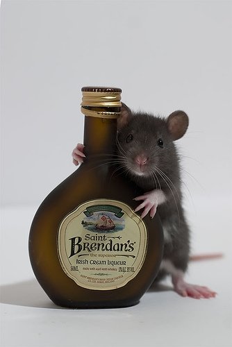 rat8 (334x500, 21Kb)
