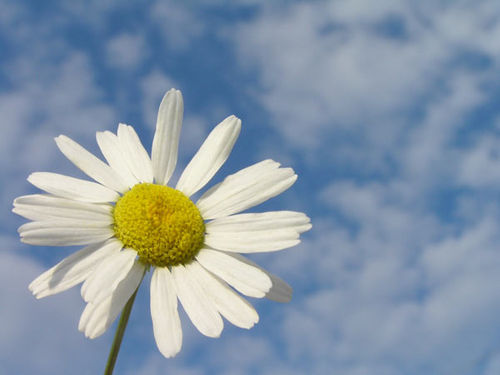 20050723222919_photoblog_daisy_sky (500x375, 25Kb)