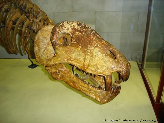 Ископаемый ящер. Диплодок останки. Останки динозавров. Скелет диплодока и другие окаменелости в Мадриде. ЦНИГР музей утконосый динозавр.