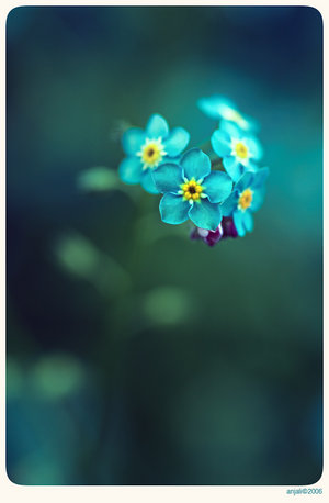  (300x458, 19Kb)