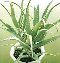 aloe11 (200x208, 10Kb)