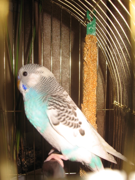 IMG_3555 (525x700, 158Kb)