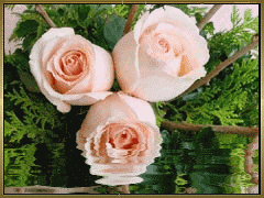 4d67ca4a742db10be00dbaa6b5afff08 (240x180, 80Kb)
