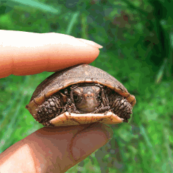 11976644_4175710_1589732_turtle (250x250, 94Kb)