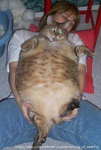  (345x514, 29Kb)