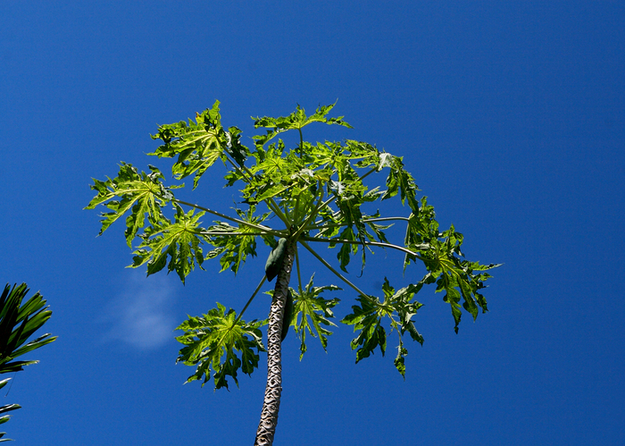 IMG_4698 (700x499, 422Kb)