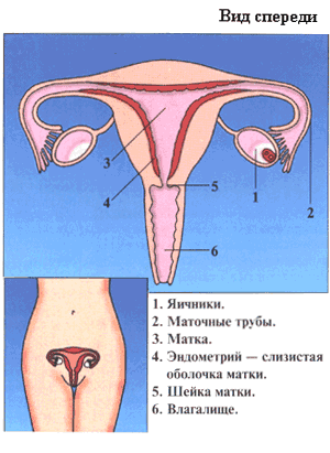Где матка и яичники. Матка маточная труба яичник анатомия. Яичник маточная труба и матка. Яичники трубы матка расположение.
