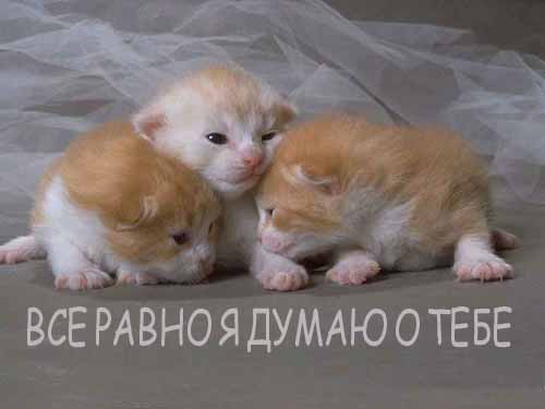  (500x375, 12Kb)