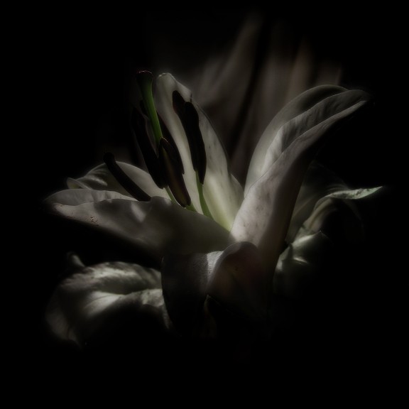  (576x576, 25Kb)