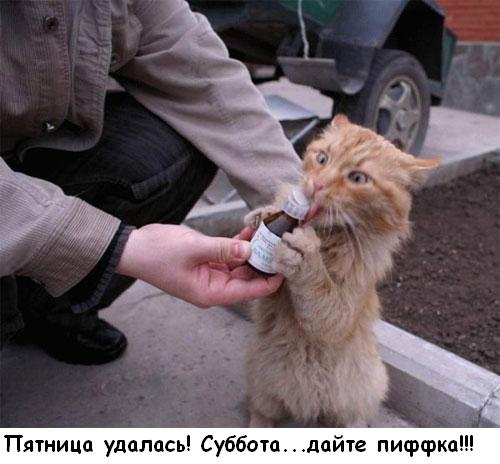  (500x464, 36Kb)
