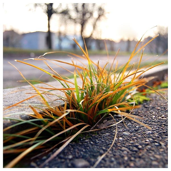  (600x600, 296Kb)